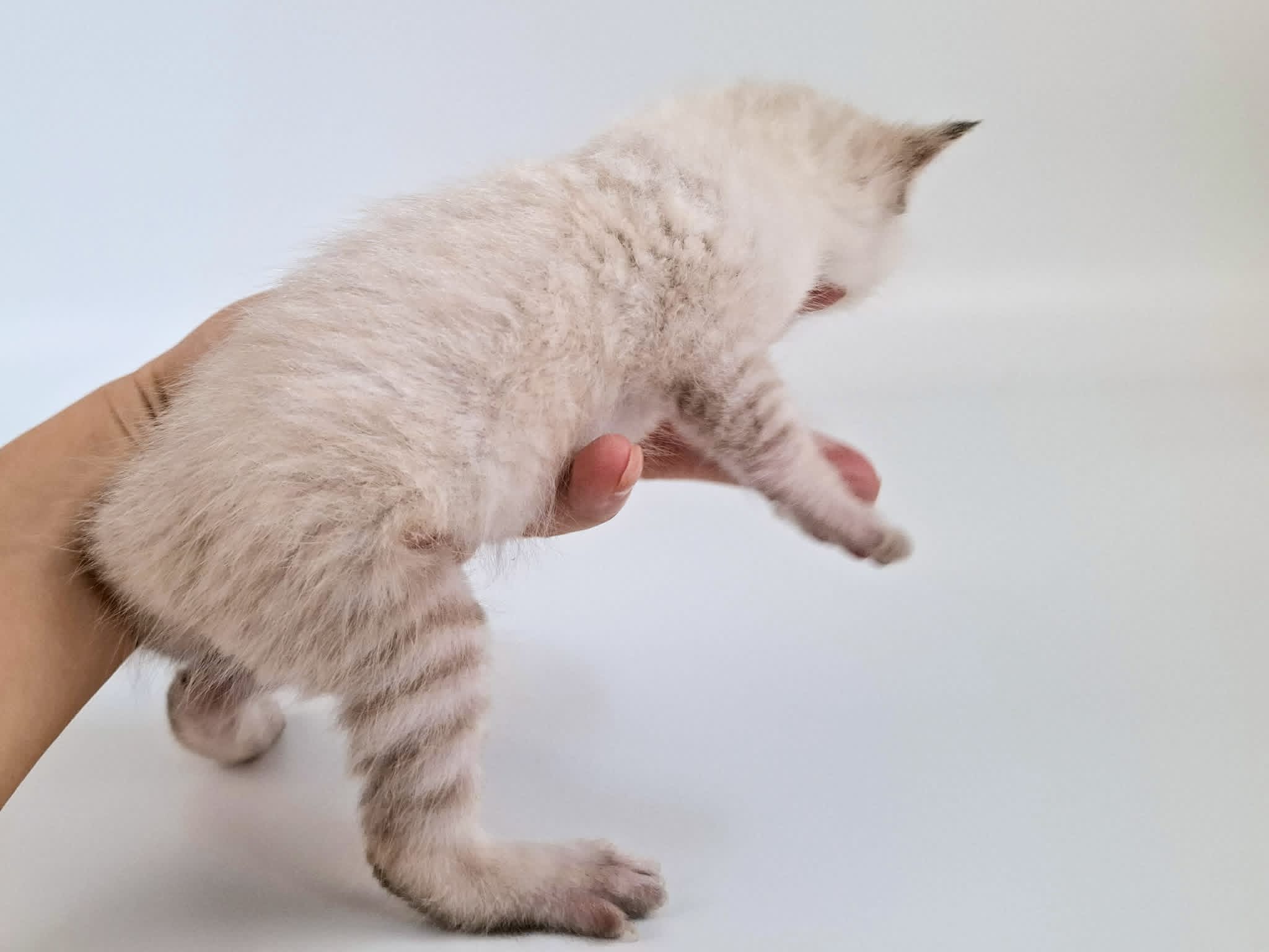 Kitten 5